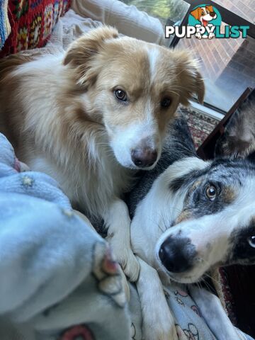 Border collie x kelpie puppies