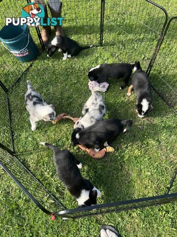 Border collie x kelpie puppies