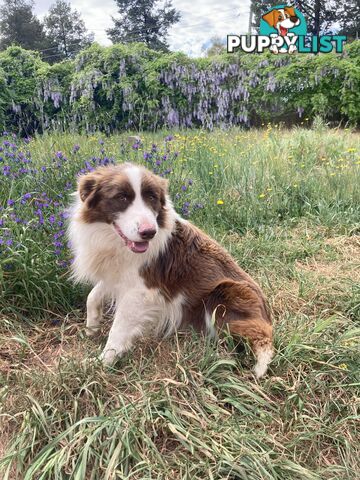 Pure Bred Border Collie Puppies