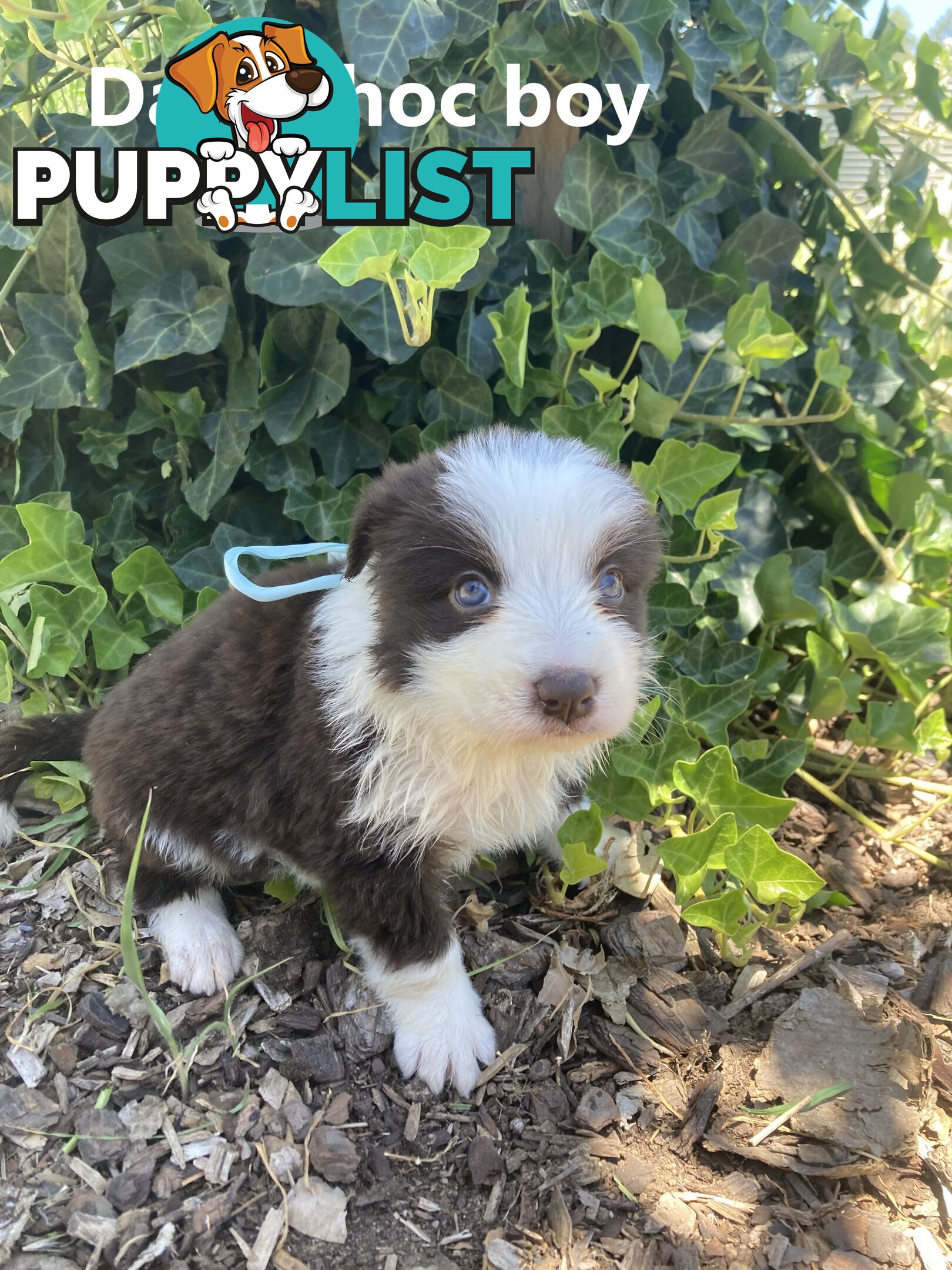 Pure Bred Border Collie Puppies