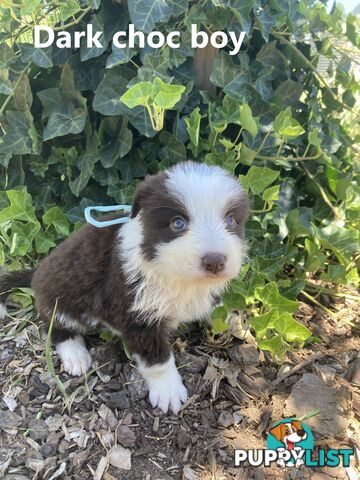 Pure Bred Border Collie Puppies