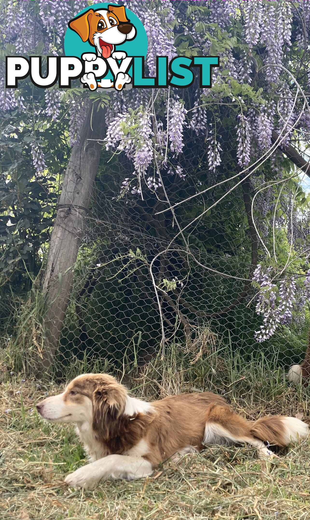 Pure Bred Border Collie Puppies