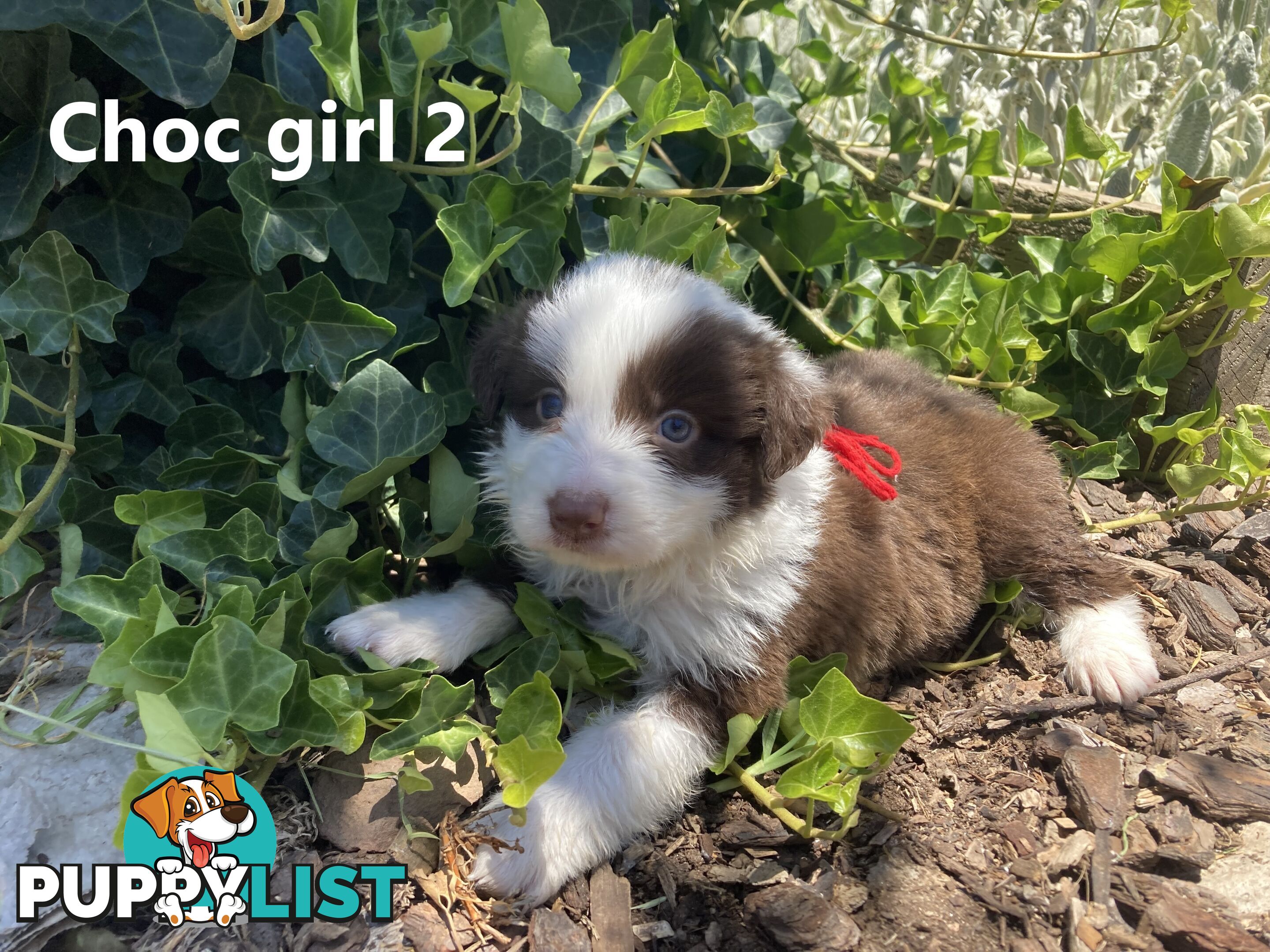 Pure Bred Border Collie Puppies