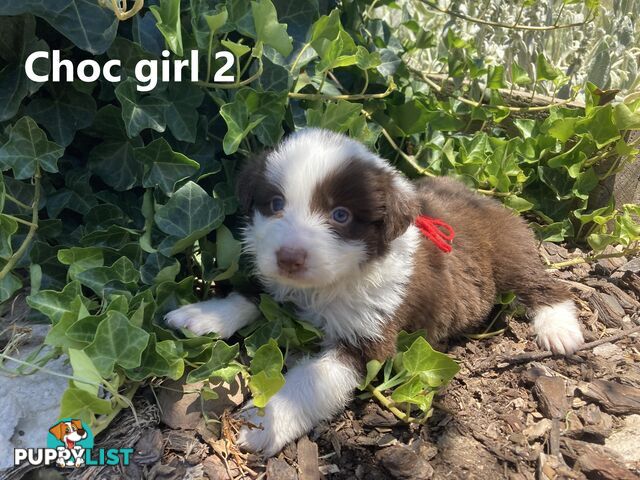 Pure Bred Border Collie Puppies