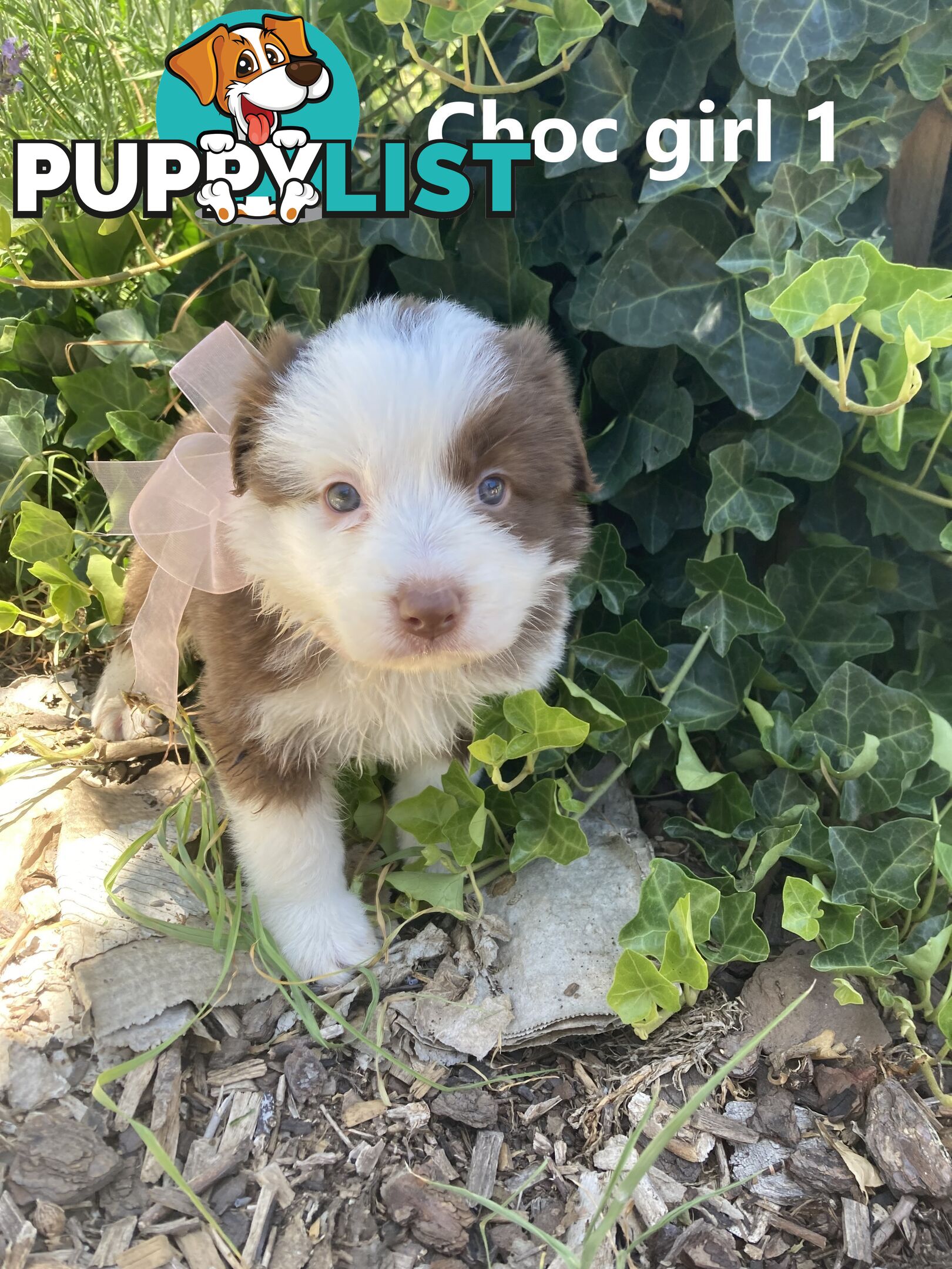 Pure Bred Border Collie Puppies