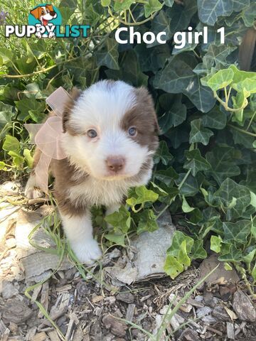 Pure Bred Border Collie Puppies