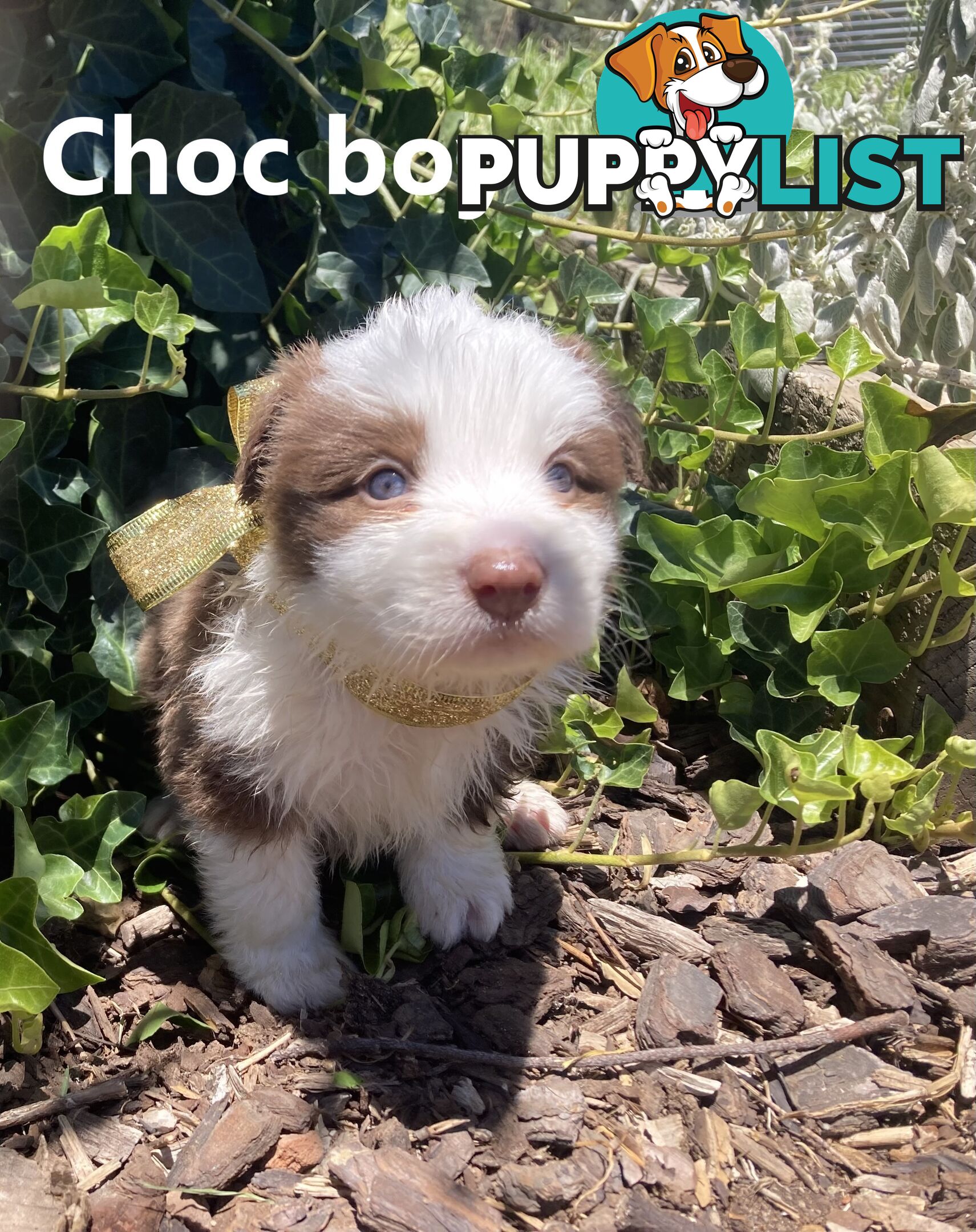 Pure Bred Border Collie Puppies