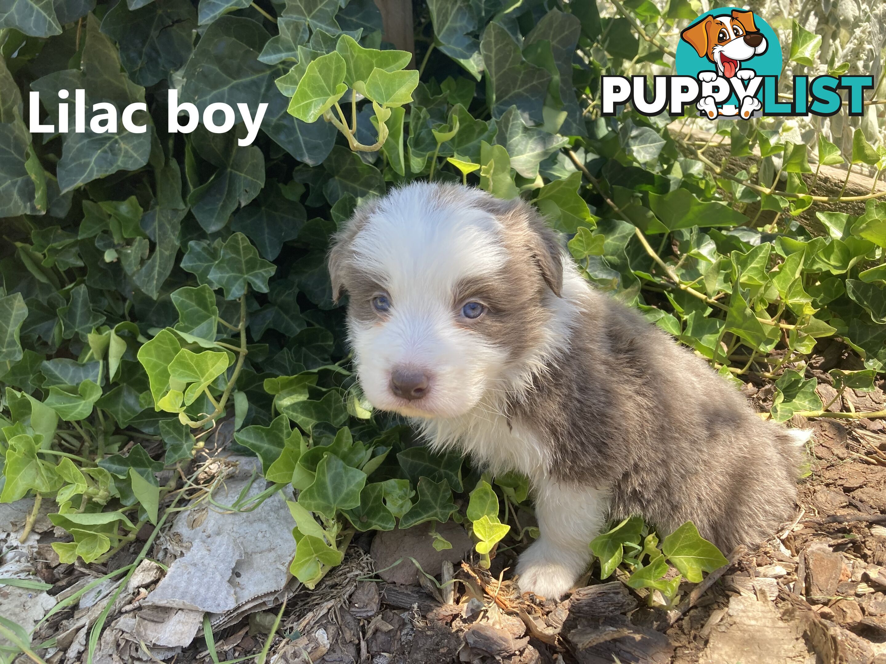 Pure Bred Border Collie Puppies