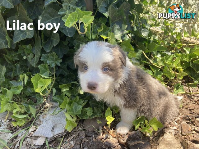 Pure Bred Border Collie Puppies