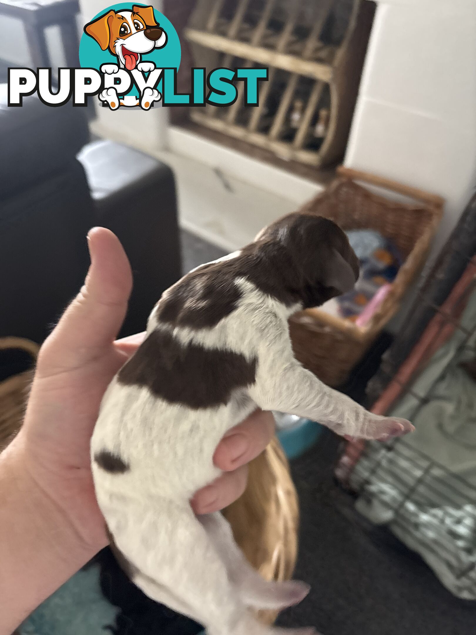 German shorthair pointer