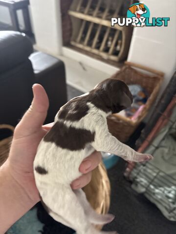 German shorthair pointer