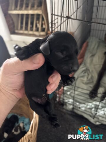 German shorthair pointer