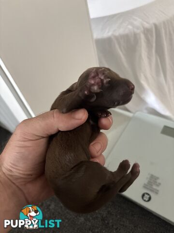 German shorthair pointer