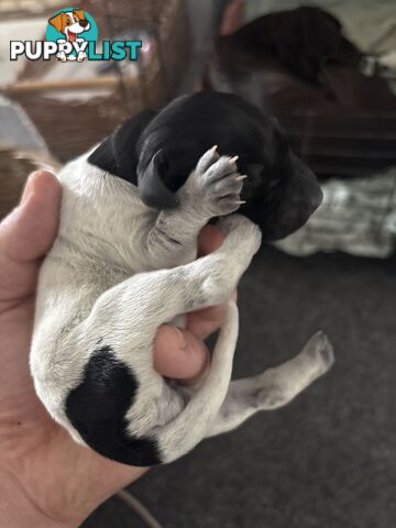 German shorthair pointer