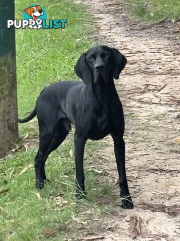 German shorthair pointer