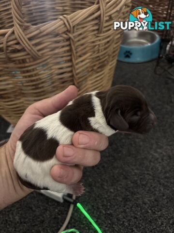 German shorthair pointer