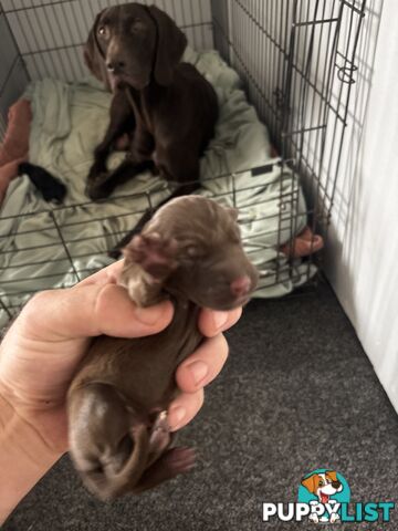 German shorthair pointer