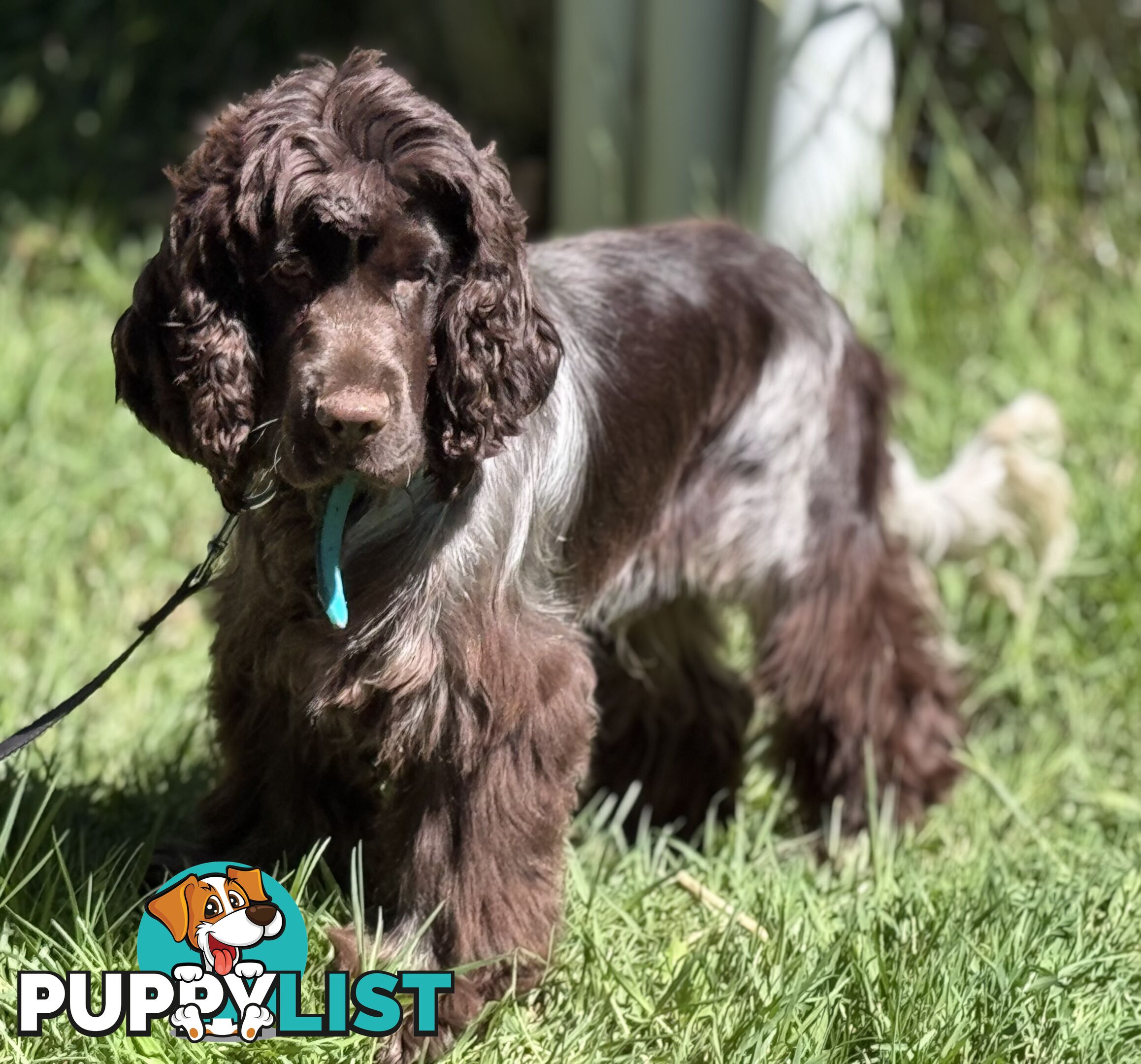 Adult Purebred cocker spaniels, RARE colours, chocolate roan &amp;amp;amp; tan points