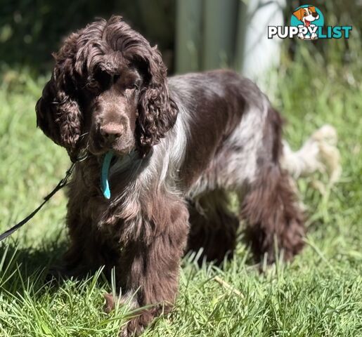 Adult Purebred cocker spaniels, RARE colours, chocolate roan &amp;amp;amp; tan points