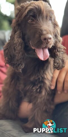 CHOCOLATE Adult Purebred cocker spaniels