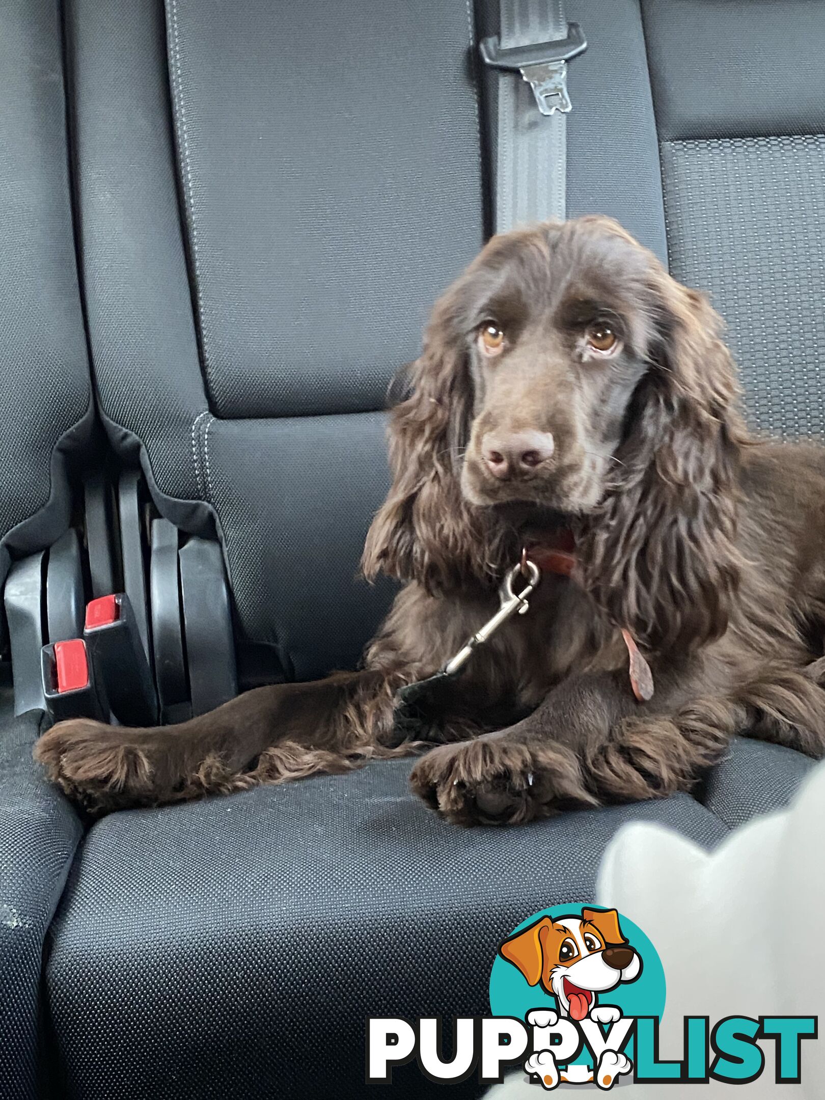 CHOCOLATE Adult Purebred cocker spaniels