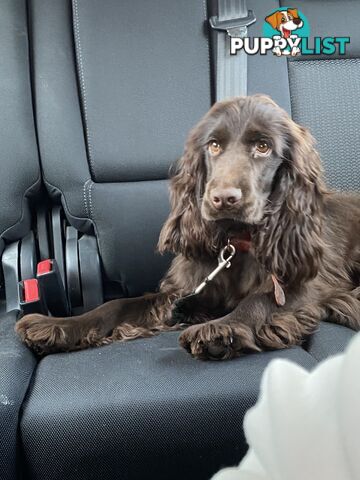 CHOCOLATE Adult Purebred cocker spaniels