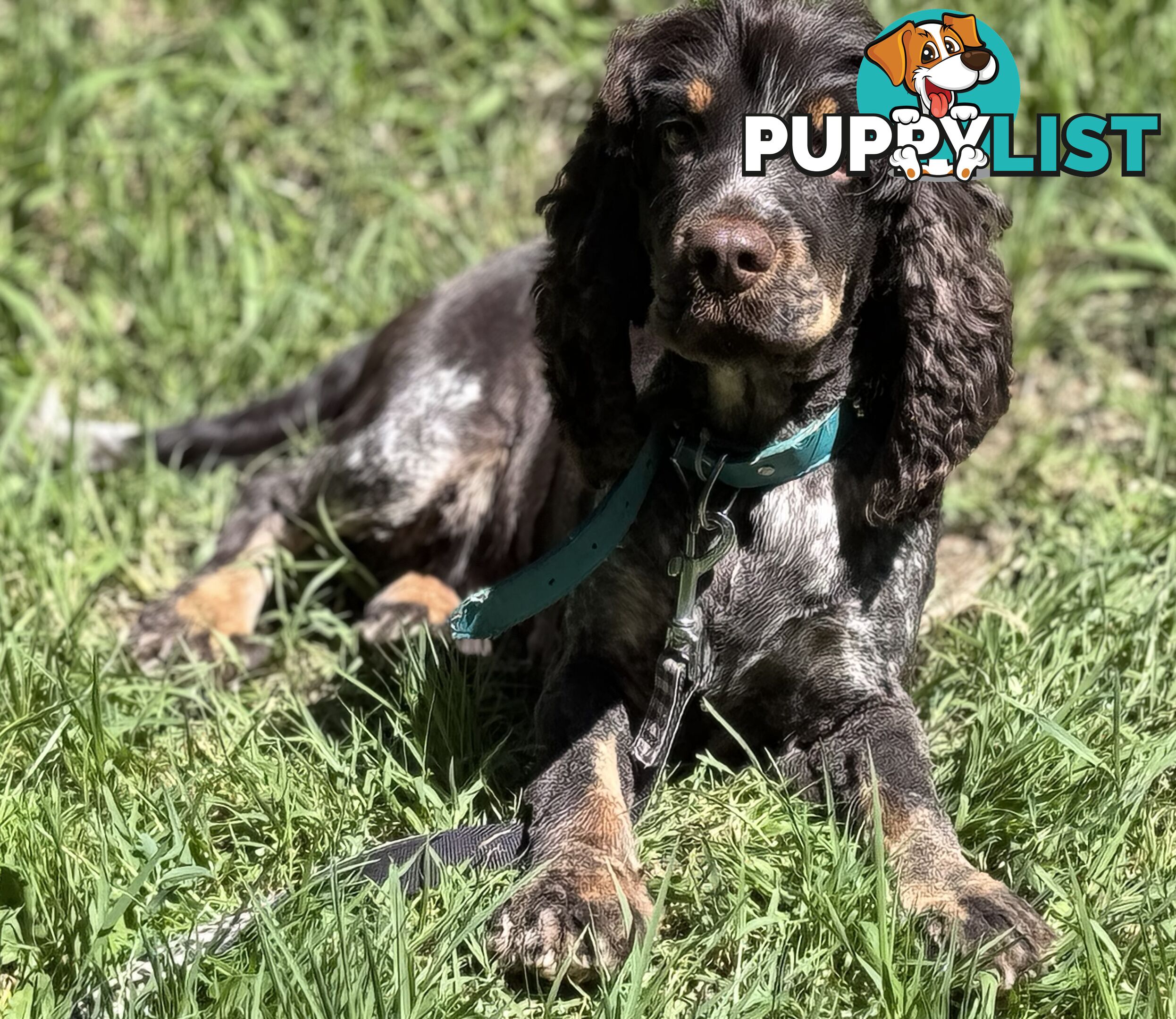 Adult Purebred cocker spaniels, RARE colours, chocolate roan &amp;amp;amp; tan points