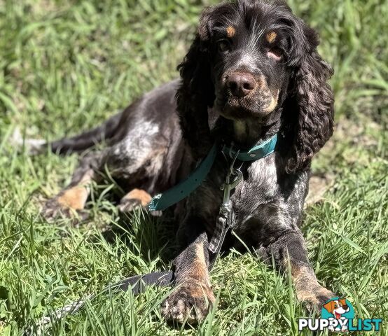 Adult Purebred cocker spaniels, RARE colours, chocolate roan &amp;amp; tan points