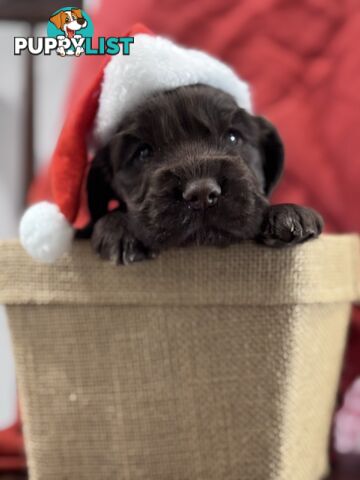 Purebred Chocolate cocker spaniel pups!