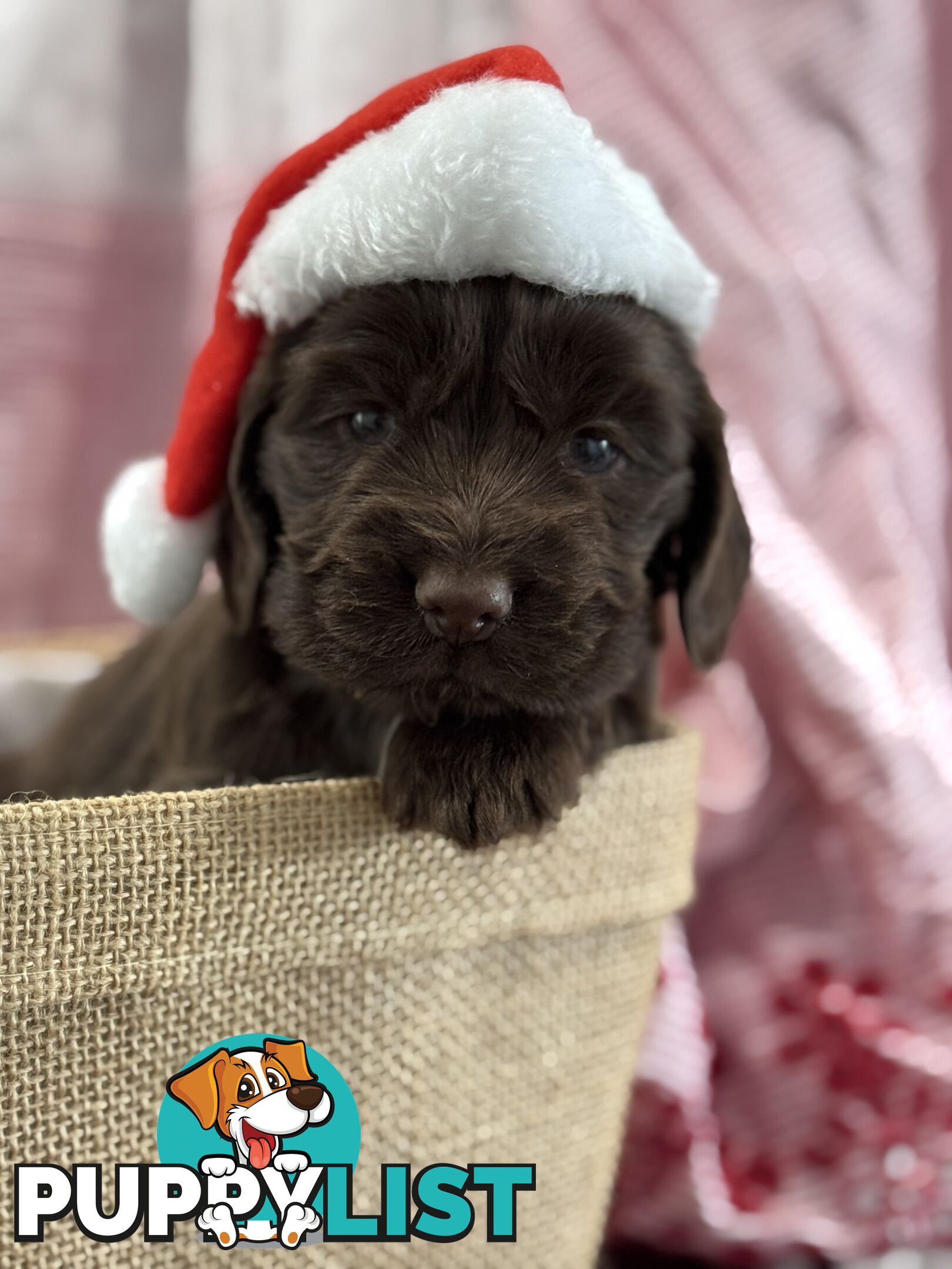 Purebred Chocolate cocker spaniel pups!