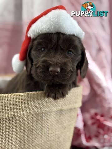 Purebred Chocolate cocker spaniel pups!