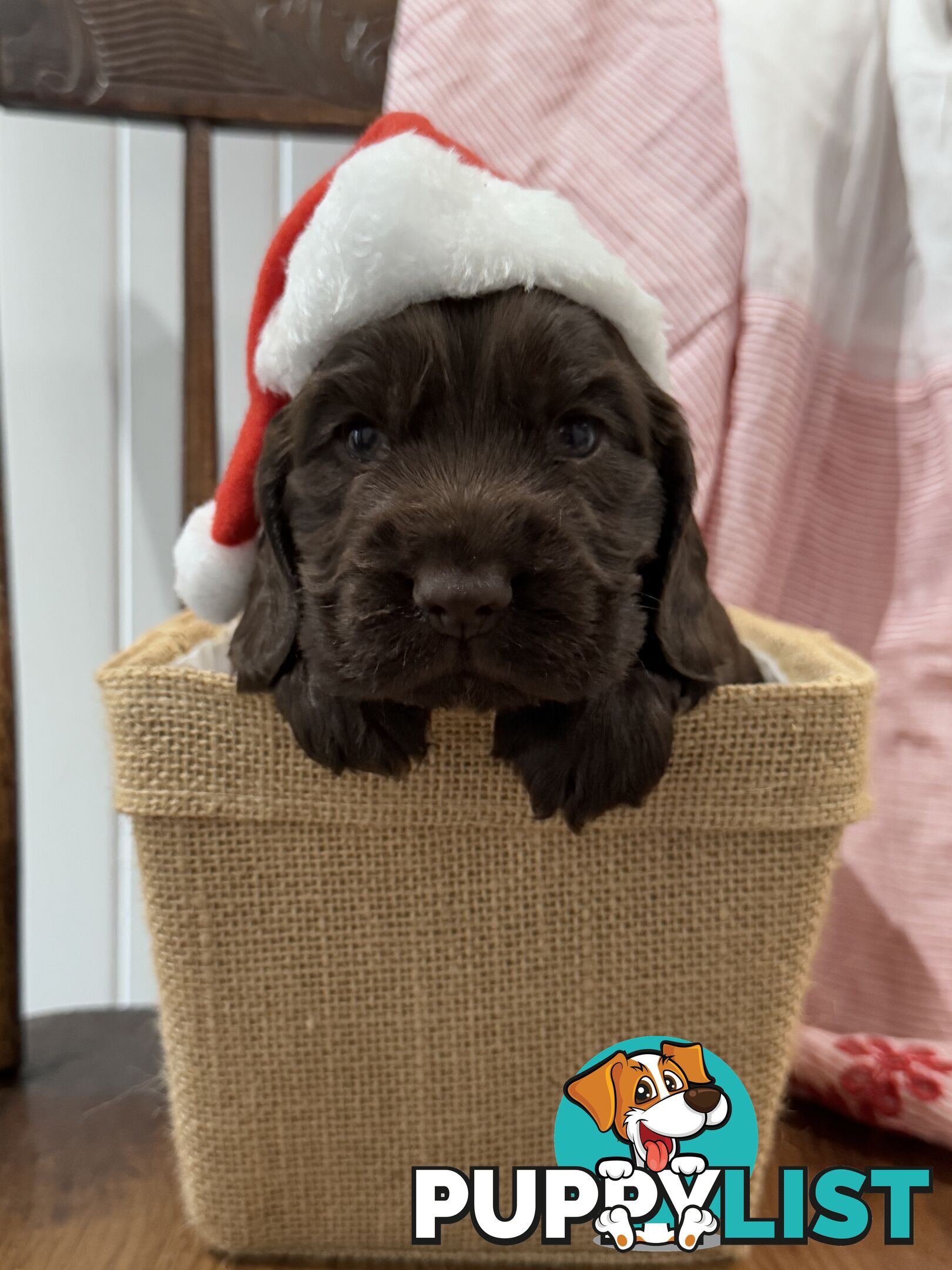 Purebred Chocolate cocker spaniel pups!