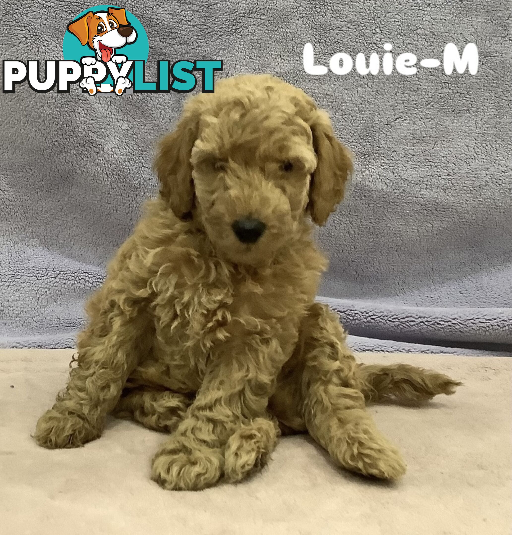 Purebred Mini Poodles pups