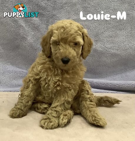 Purebred Mini Poodles pups