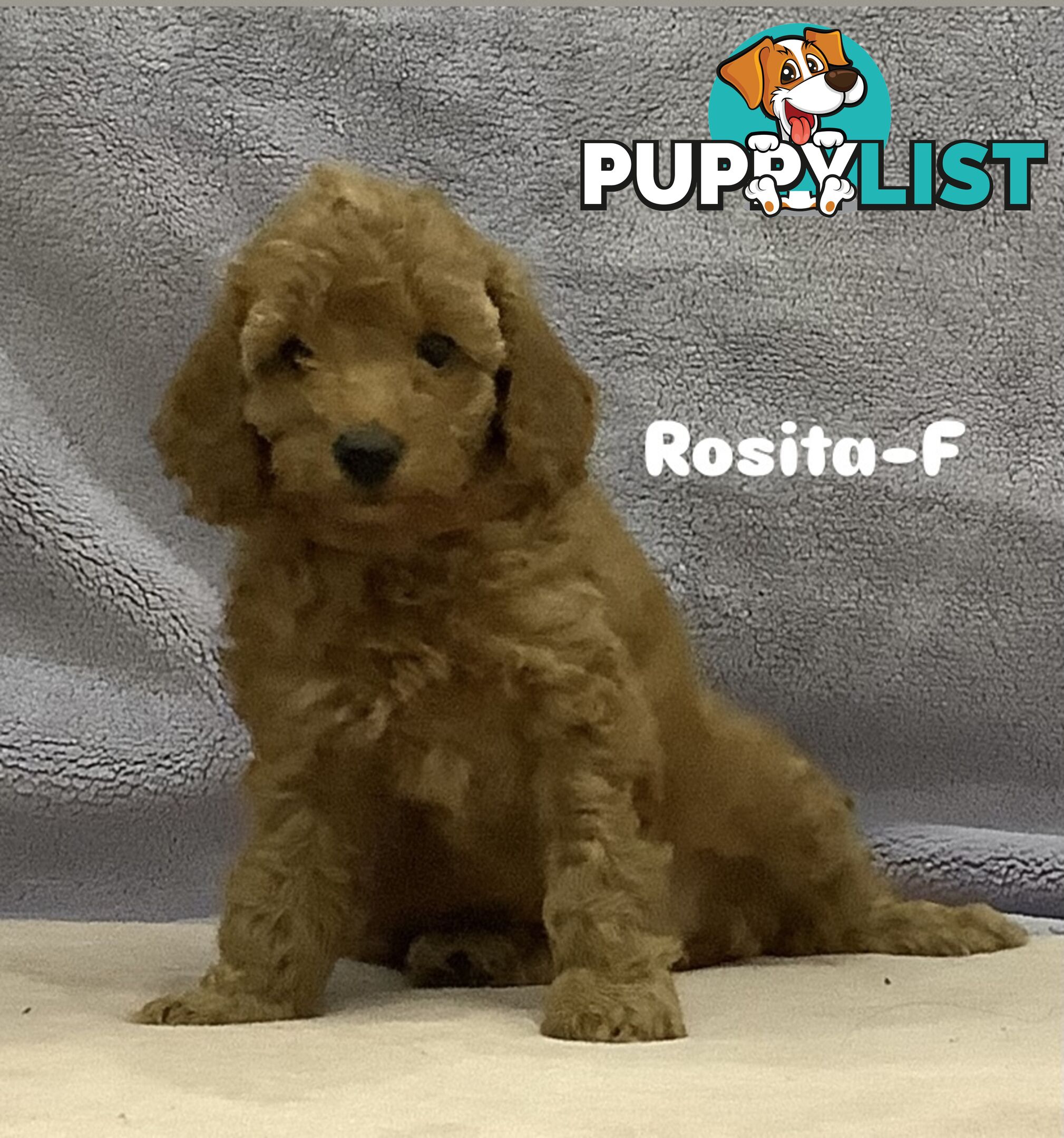 Purebred Mini Poodles pups