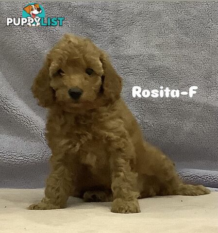 Purebred Mini Poodles pups