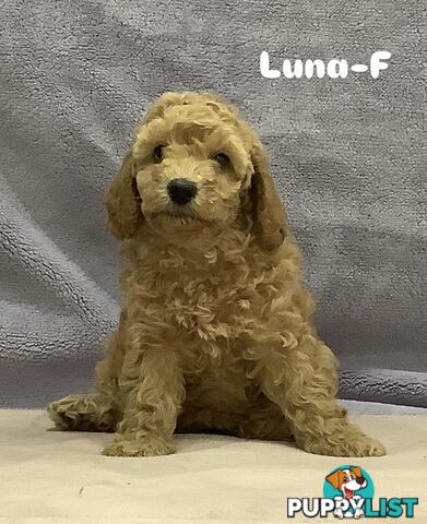 Purebred Mini Poodles pups