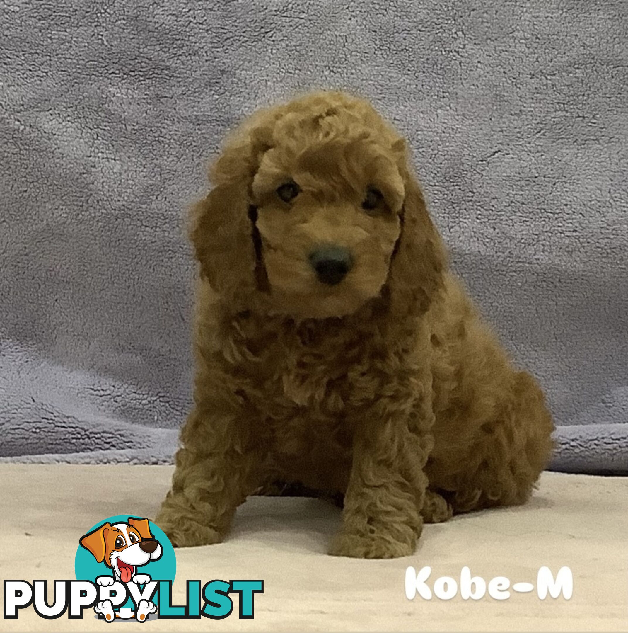 Purebred Mini Poodles pups