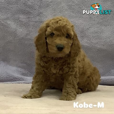 Purebred Mini Poodles pups