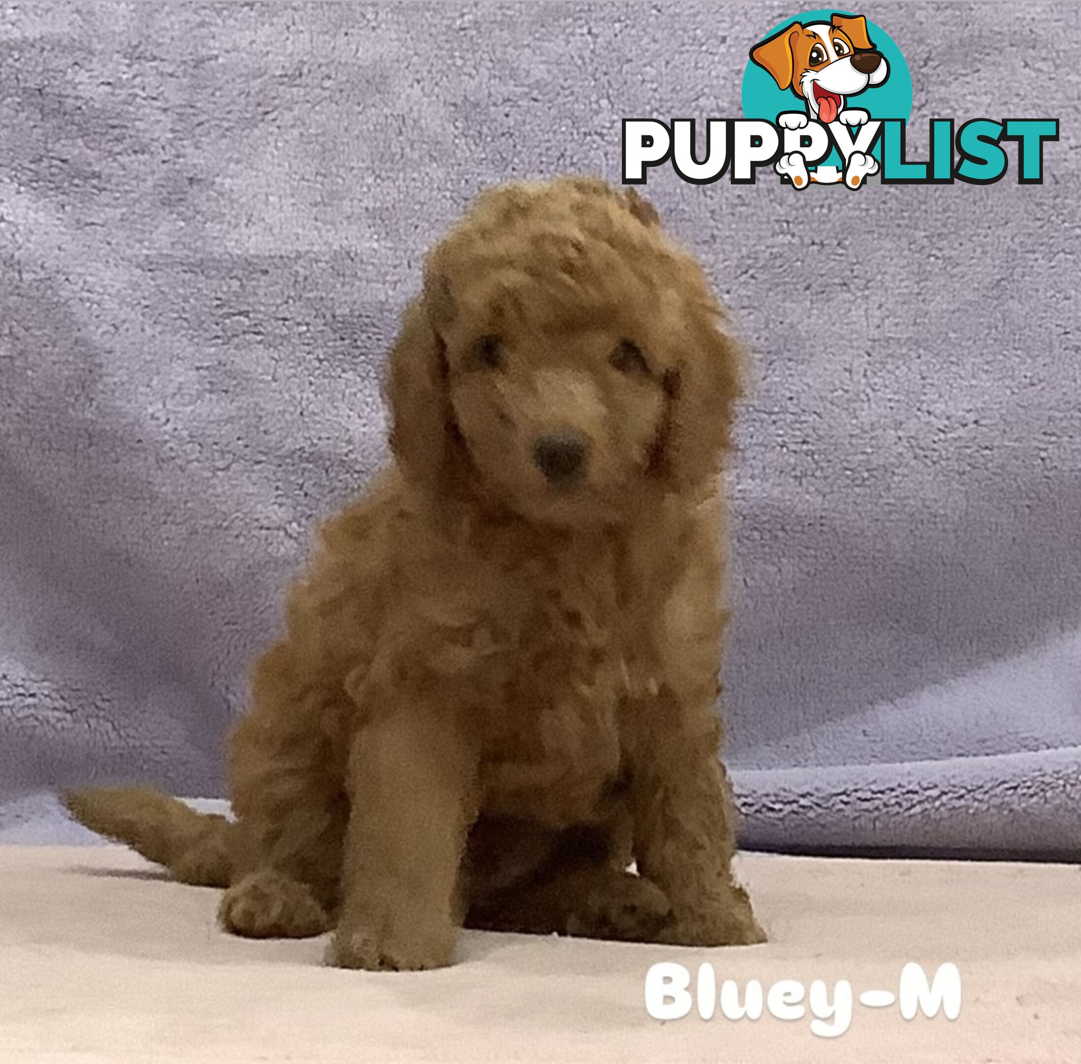 Purebred Mini Poodles pups