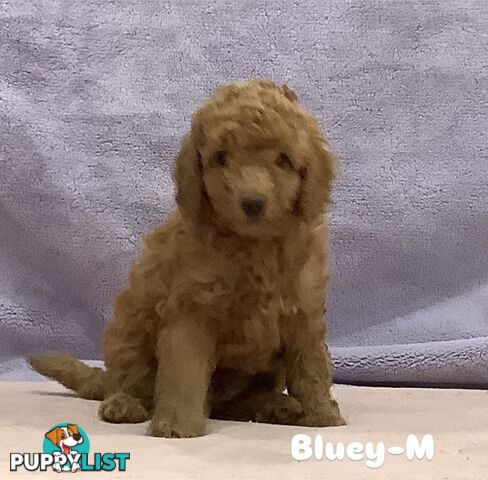 Purebred Mini Poodles pups