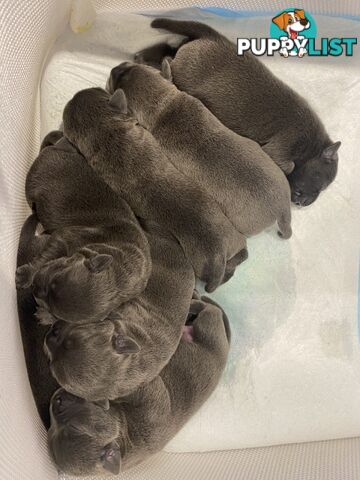 Staffordshire bull terrier