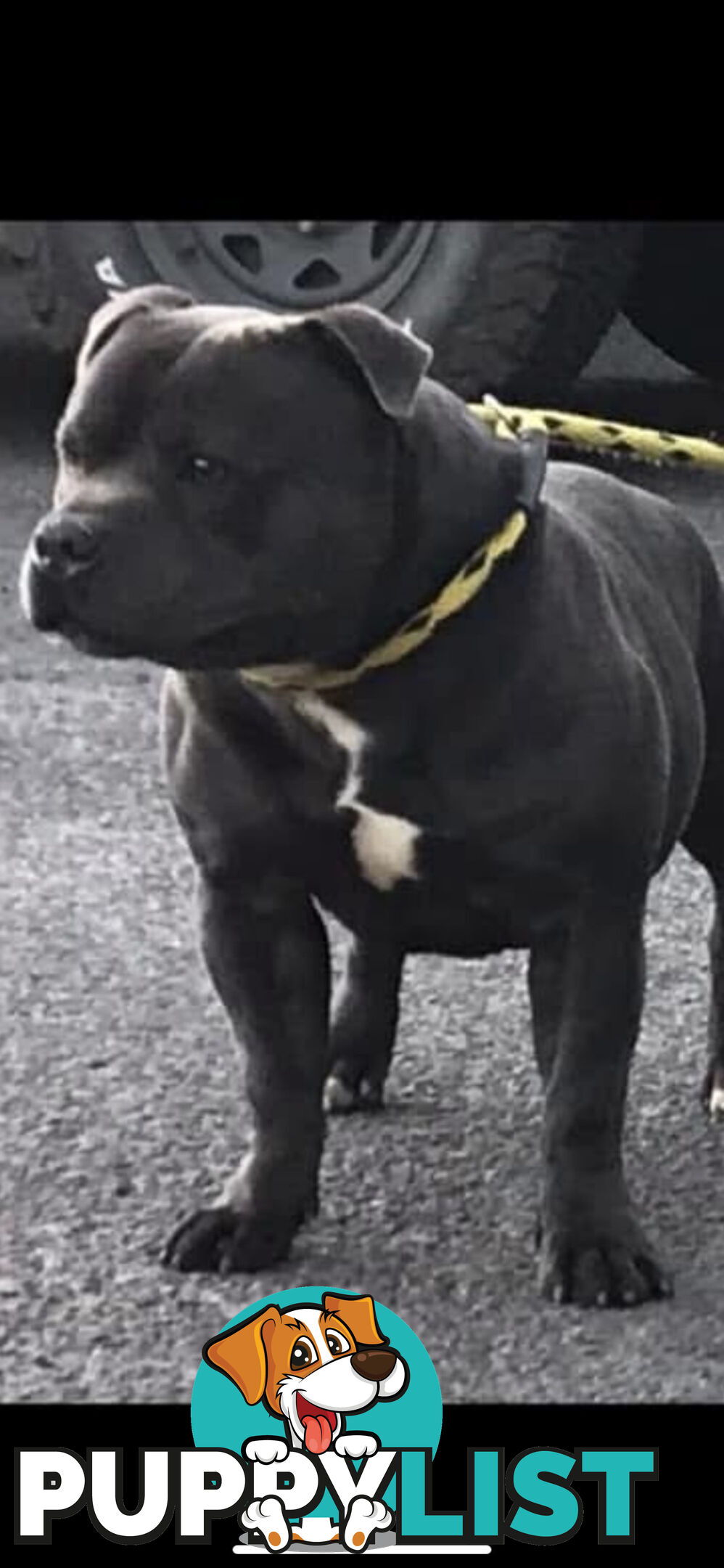 Staffordshire bull terrier