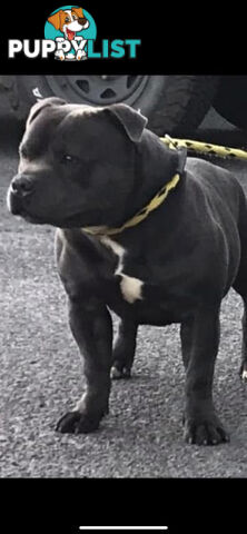 Staffordshire bull terrier