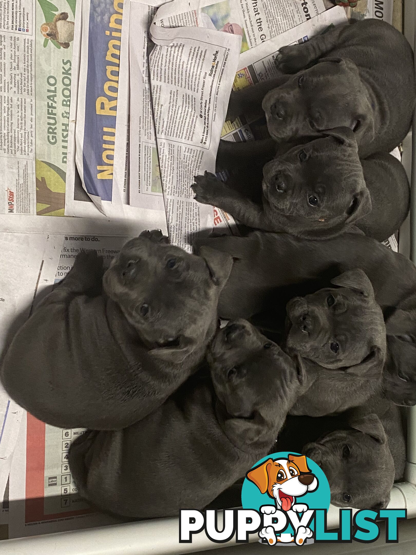 Staffordshire bull terrier