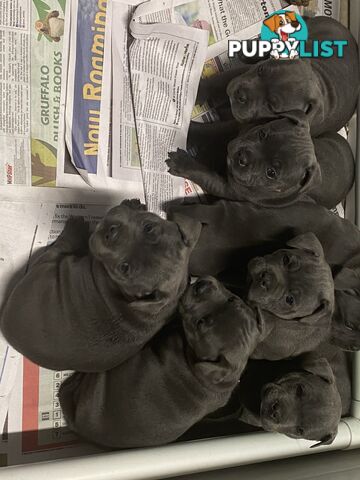Staffordshire bull terrier