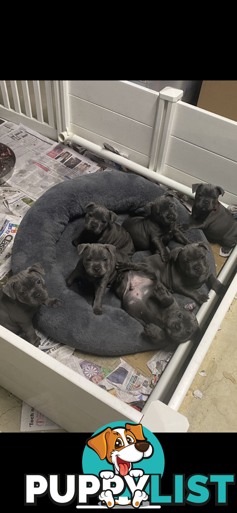 Staffordshire bull terrier
