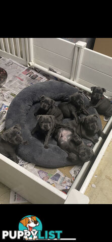 Staffordshire bull terrier