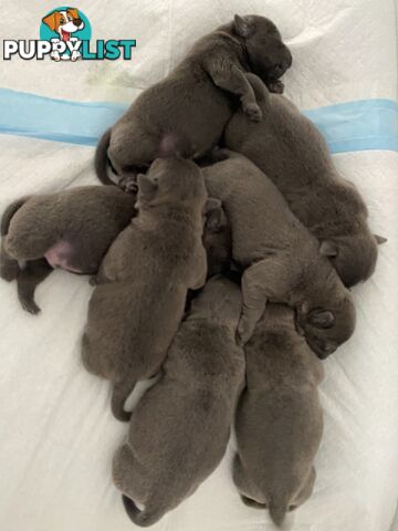 Staffordshire bull terrier