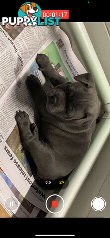 Staffordshire bull terrier